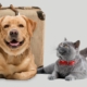 s'expatrier avec son animal